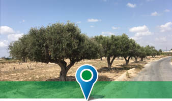 Camí amb oliveras en Pla San Josep d'Elx